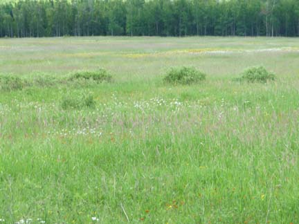 feild of flowers